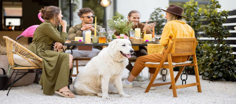 How to Find Dog-Friendly Restaurants When Traveling